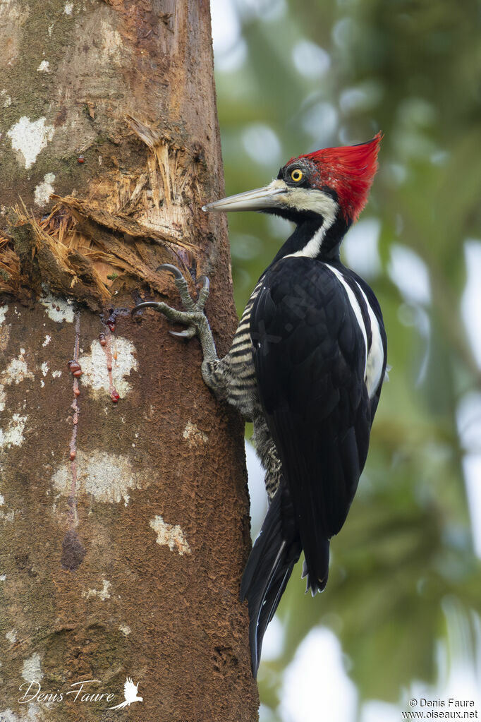 Pic de Malherbe femelle adulte