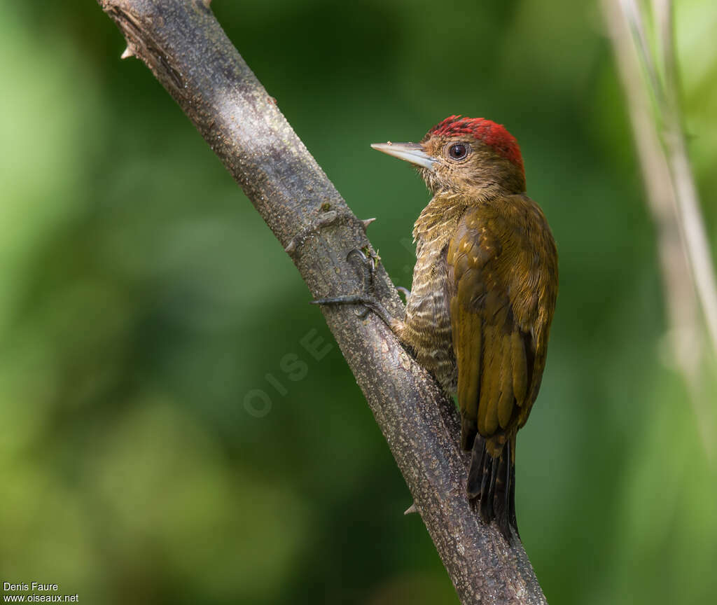 Pic passerin mâle adulte, identification