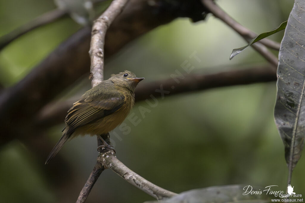 Pipromorphe roussâtreadulte