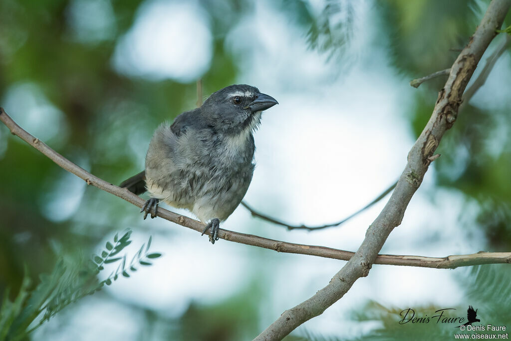 Bluish-grey Saltatoradult