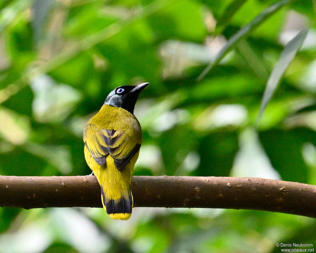 Bulbul cap-nègre
