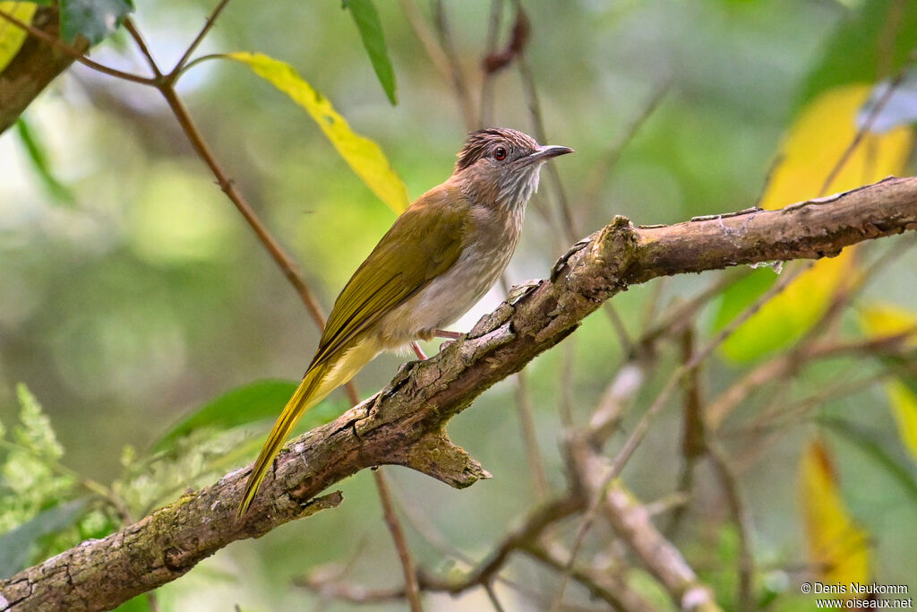 Bulbul de McClelland