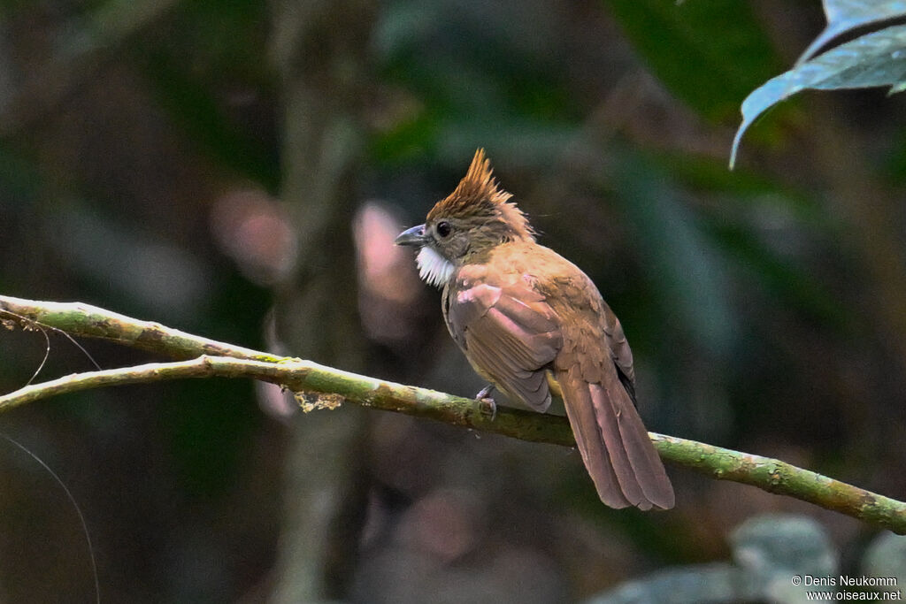 Bulbul ocré