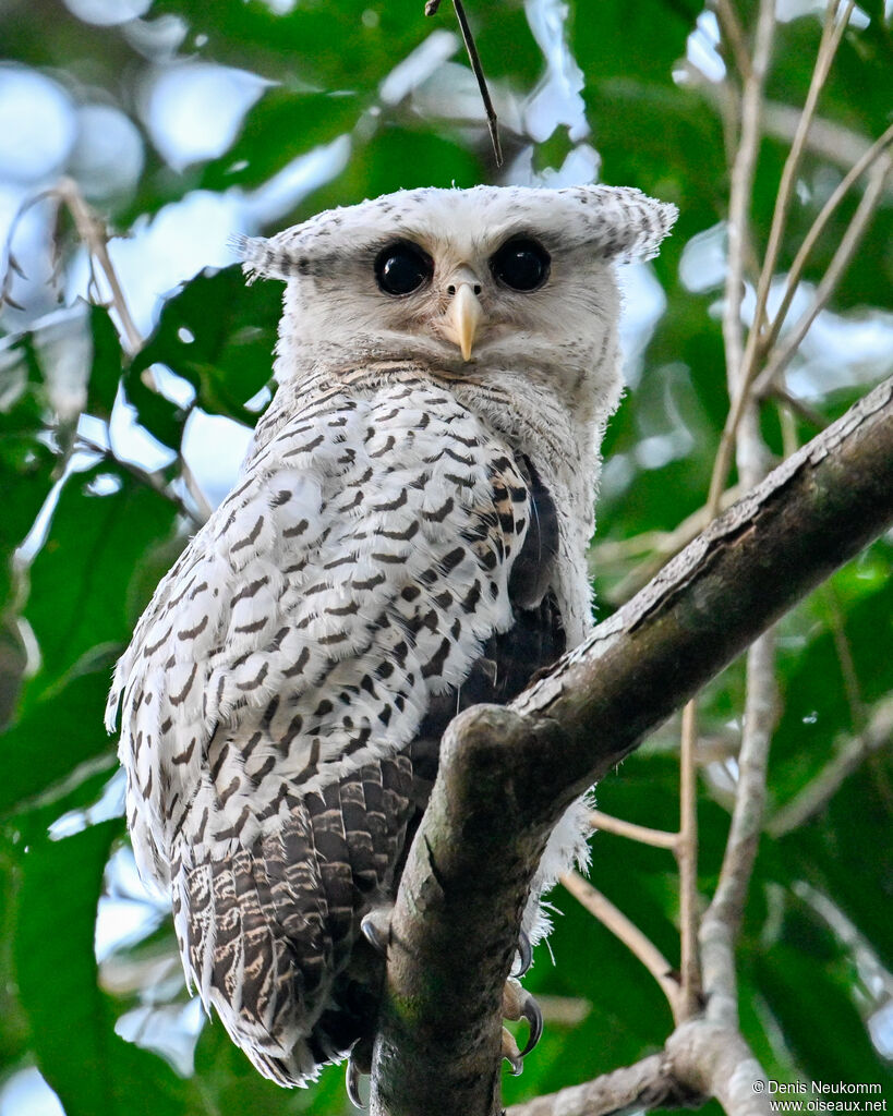 Spot-bellied Eagle-Owljuvenile
