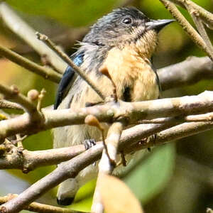 Dicée du Cambodge