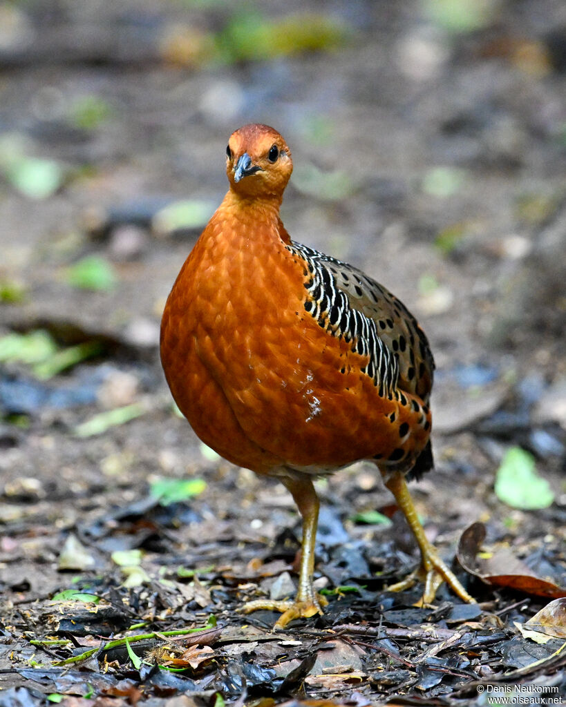 Rouloul ocellé
