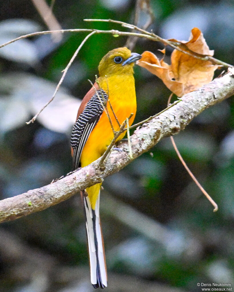 Trogon à poitrine jaune