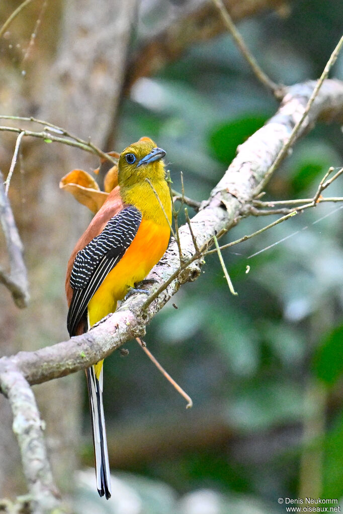 Trogon à poitrine jaune