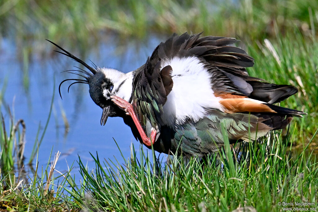 Northern Lapwing