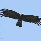 Aigle noir