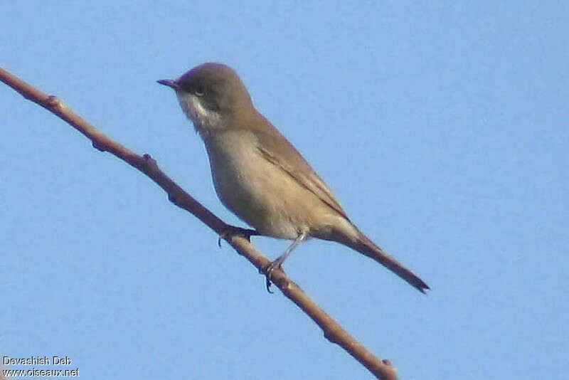 Fauvette de Hume, identification