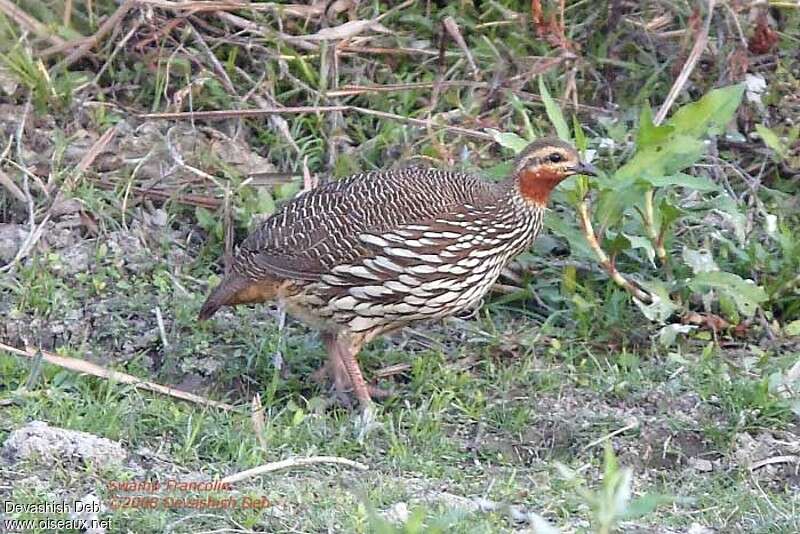 Francolin multiraieadulte, identification