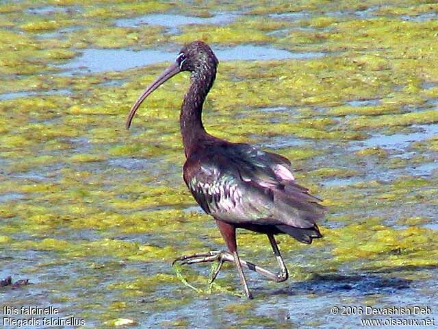 Ibis falcinelle