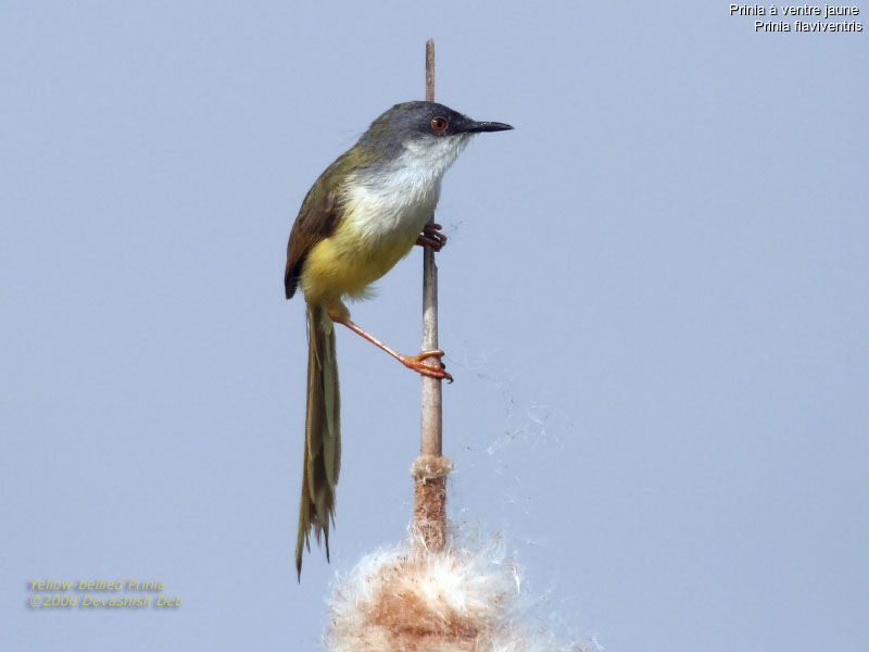 Prinia à ventre jauneadulte nuptial