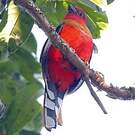 Trogon à tête rouge