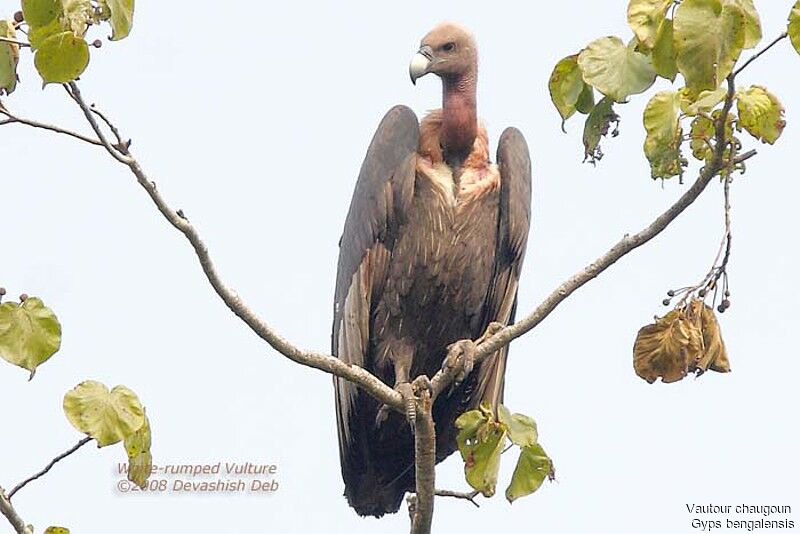 Vautour chaugounadulte