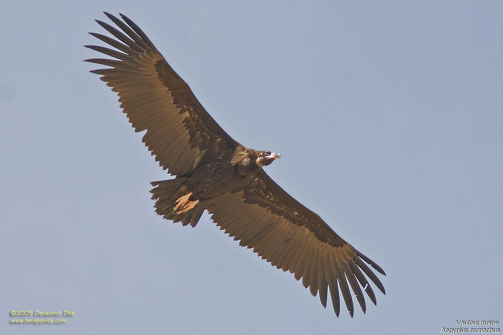 Vautour moinejuvénile
