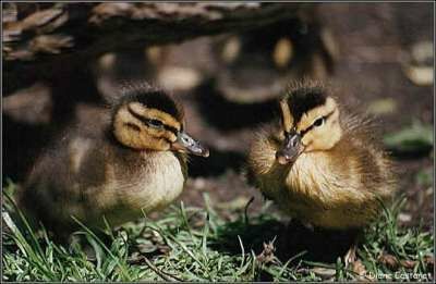 Canard colvert