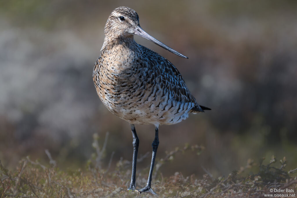Bar-tailed Godwit female