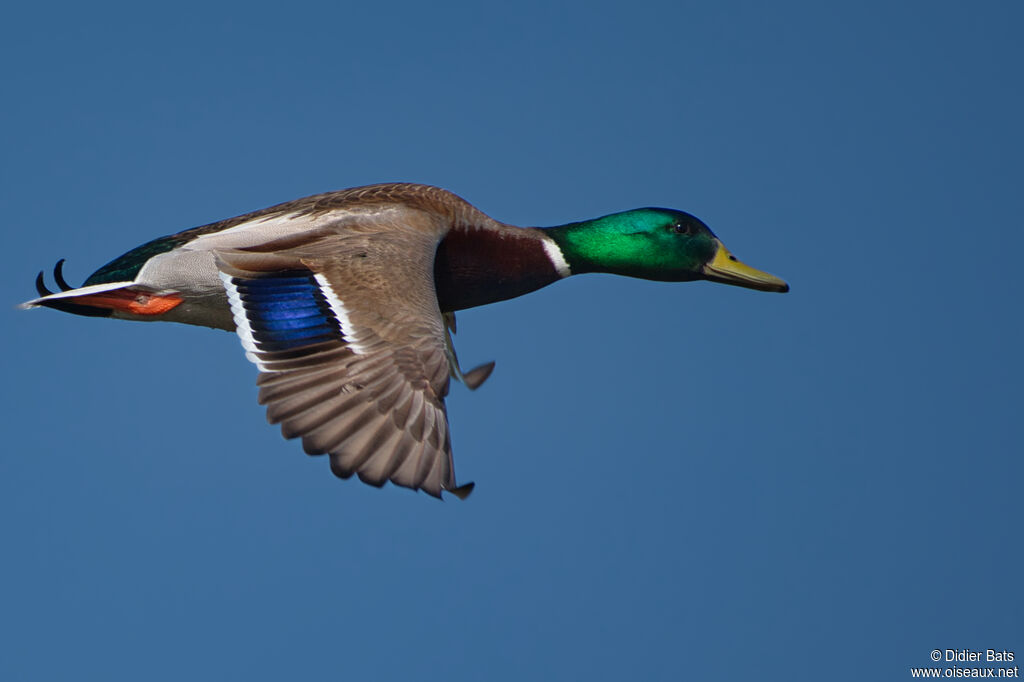 Mallard male adult
