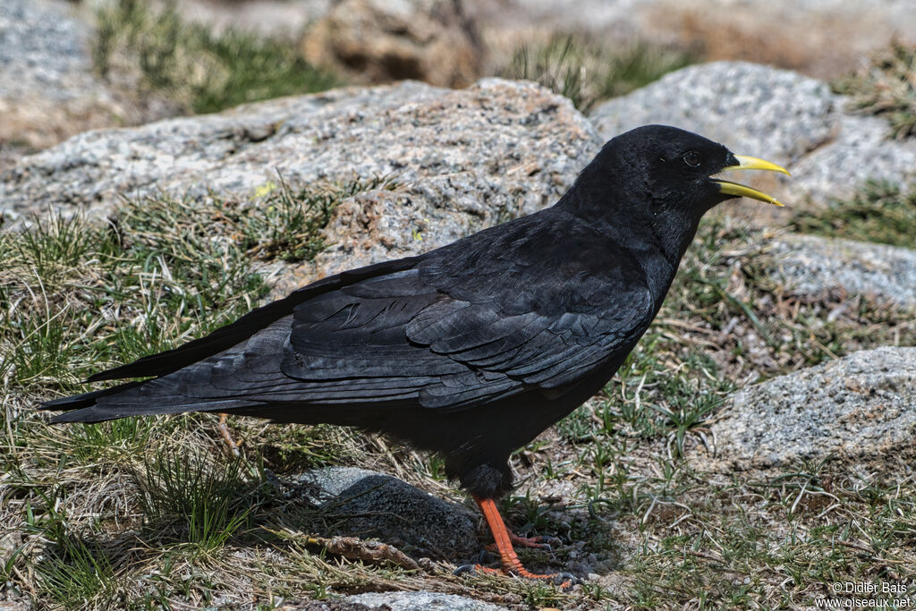 Chocard à bec jaune