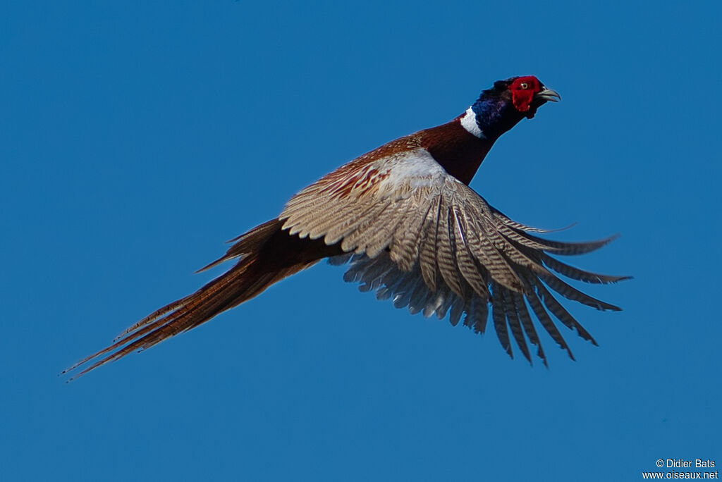 Common Pheasant male adult