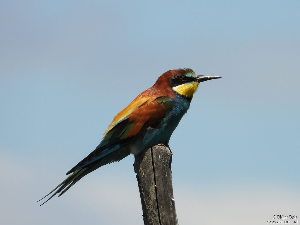 European Bee-eater