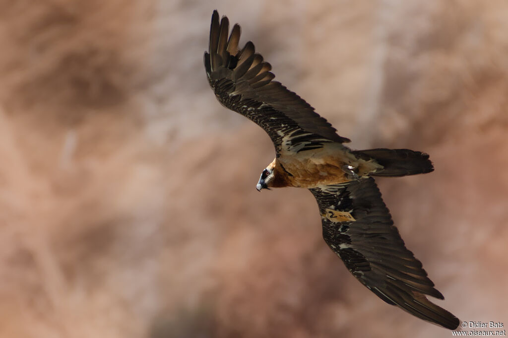 Bearded Vulture