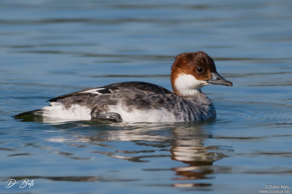 Harle piette femelle