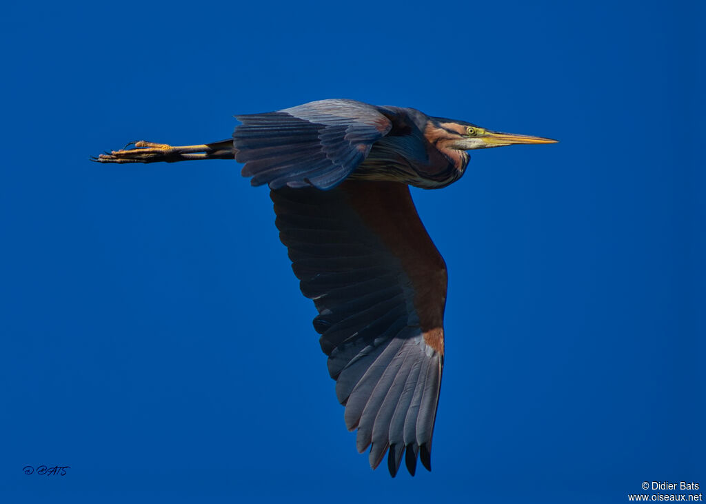 Purple Heron, Flight