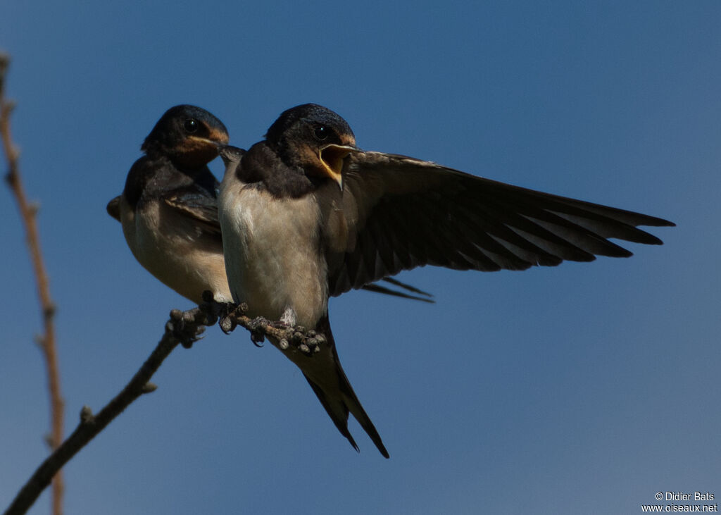 Hirondelle rustiquejuvénile
