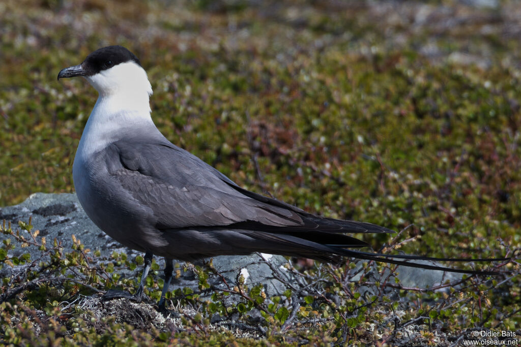 Long-tailed Jaeger