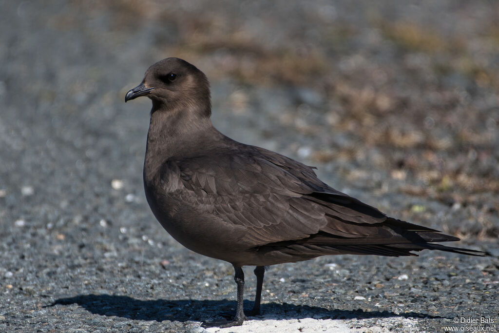 Parasitic Jaeger