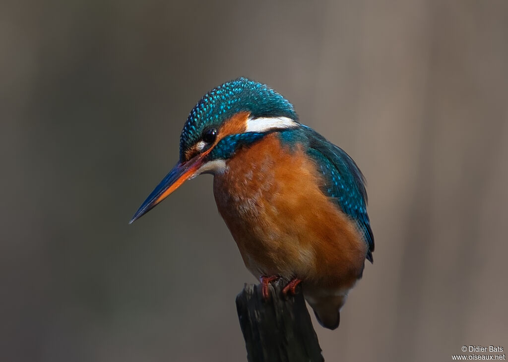 Common Kingfisher female adult