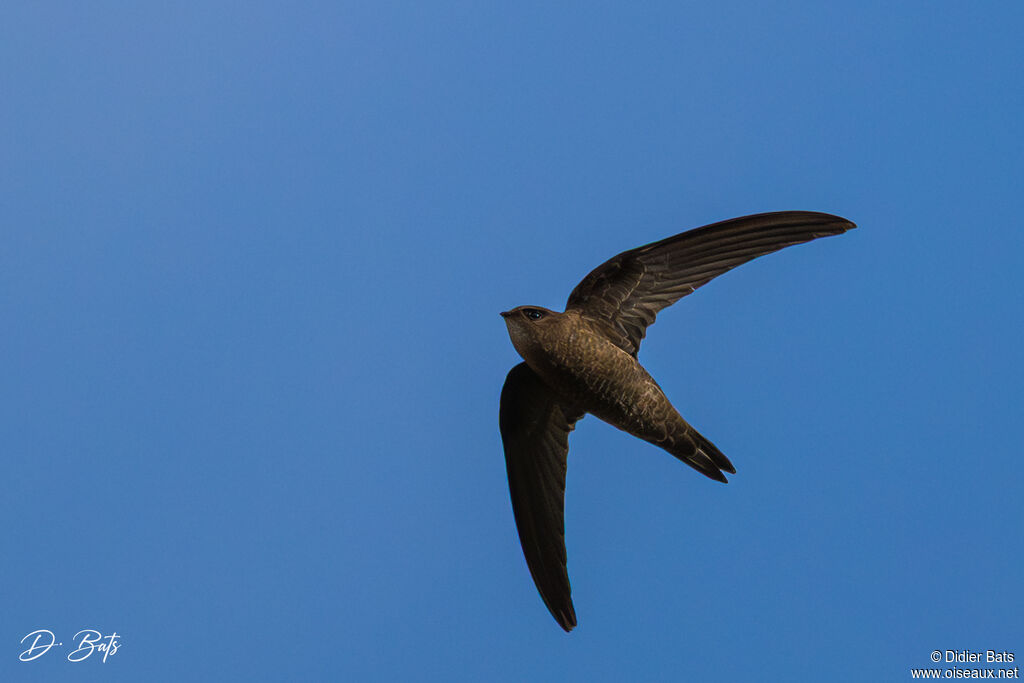 Martinet du Cap-Vert
