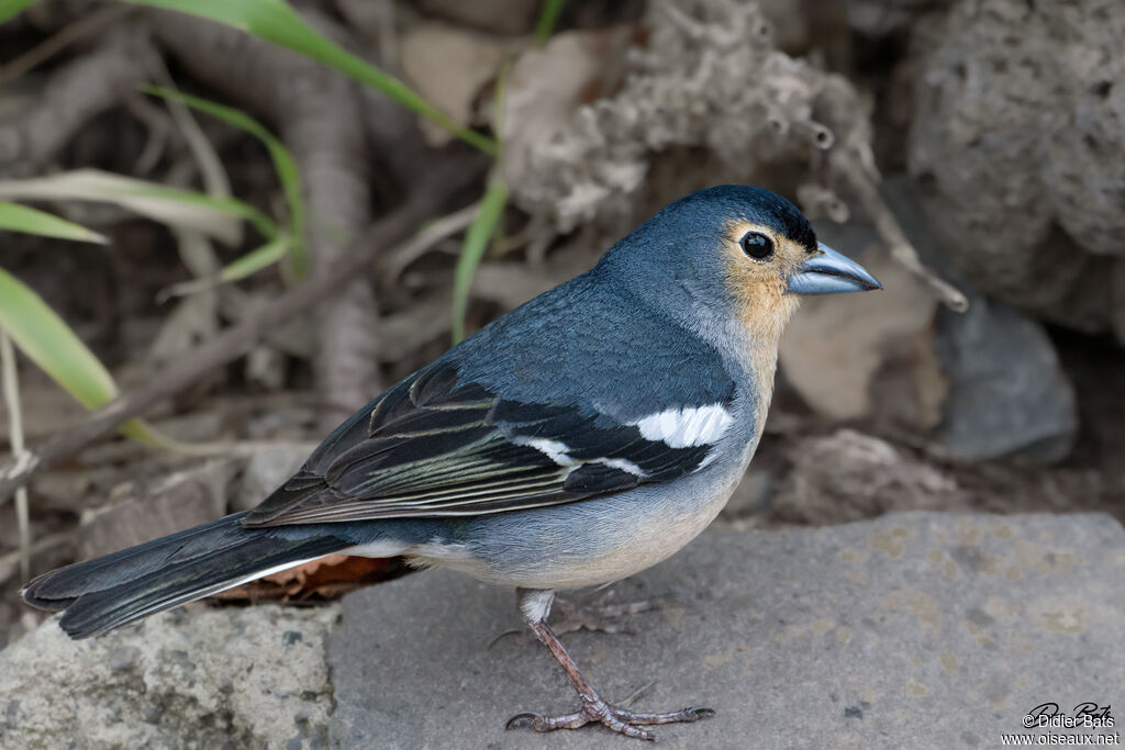 Pinson des Canaries mâle
