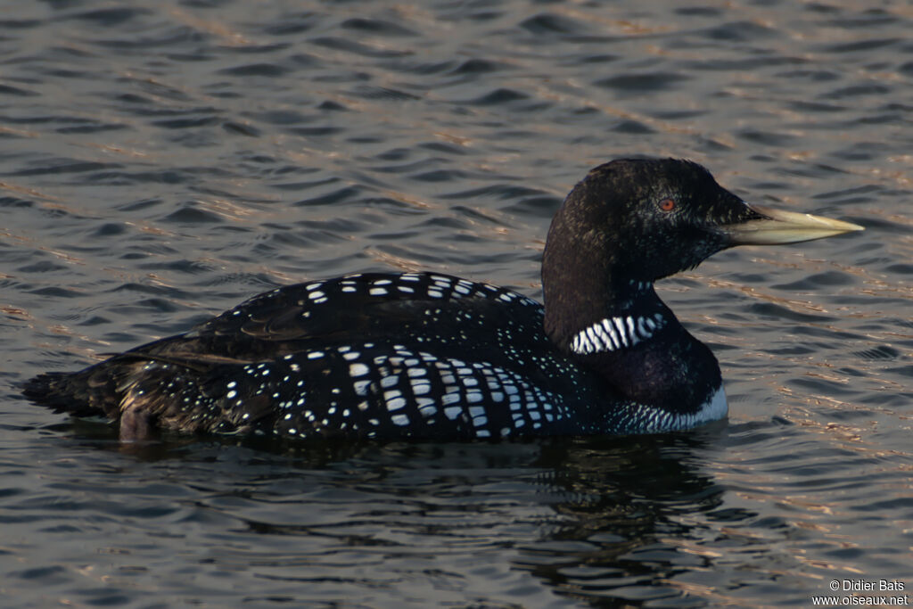 Plongeon à bec blanc