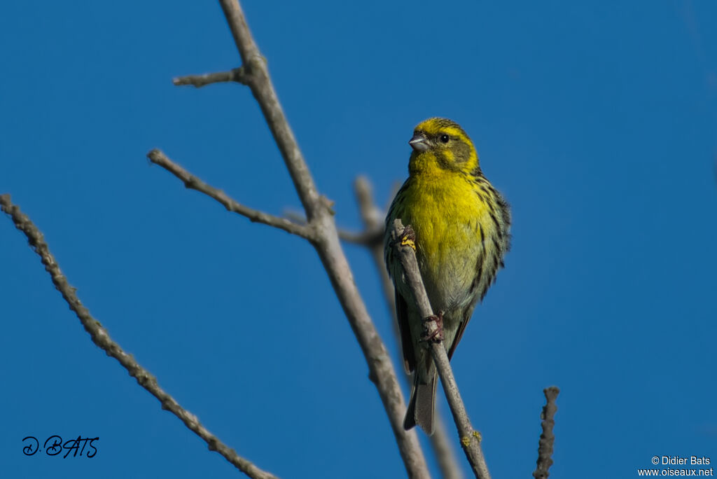 Serin cini mâle adulte