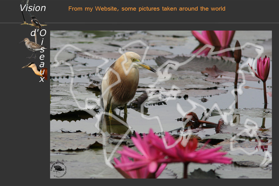 Vision d'oiseaux (Photos tirées de mon site http://dbuysse.free.fr)