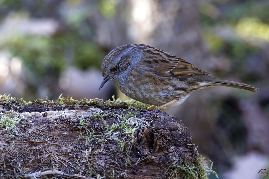Dunnock