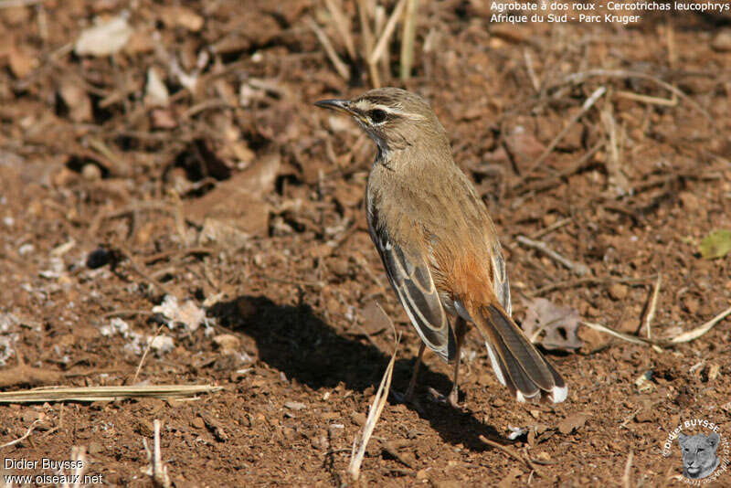 White-browed Scrub Robinadult, identification, fishing/hunting