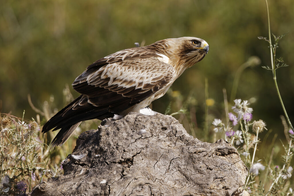 Aigle botté