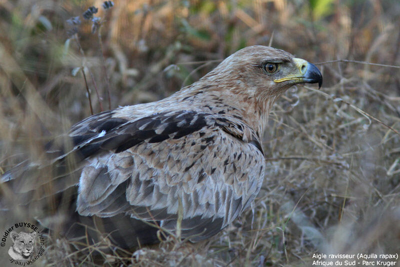 Aigle ravisseur