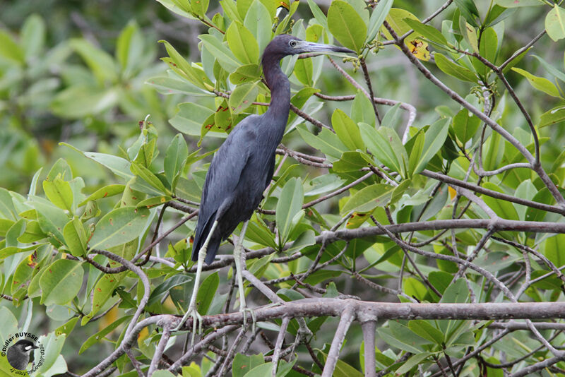 Little Blue Heronadult, identification