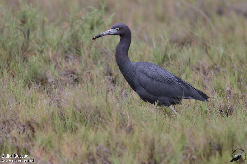 Little Blue Heronadult, habitat, walking, feeding habits