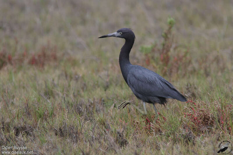 Little Blue Heronadult post breeding, habitat, walking