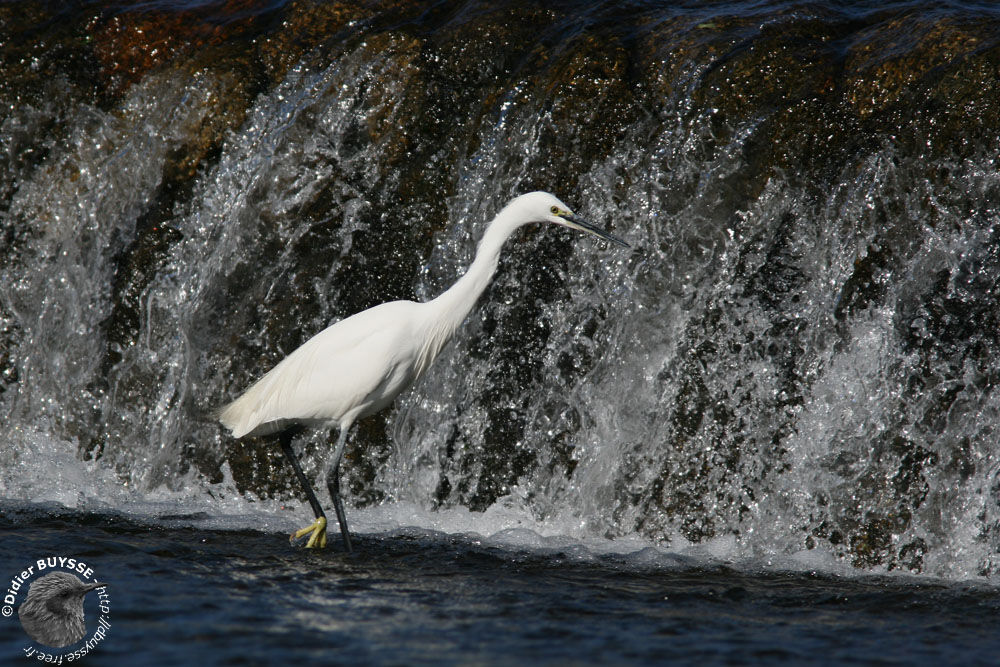 Little Egret, identification, walking, fishing/hunting