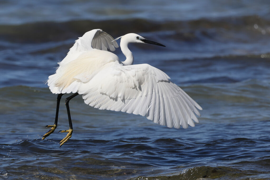 Little Egret