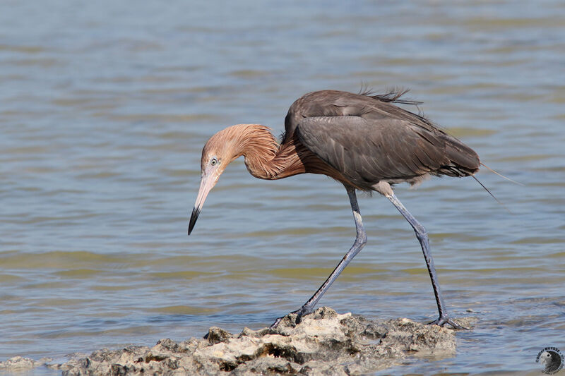 Reddish Egretadult, identification, fishing/hunting