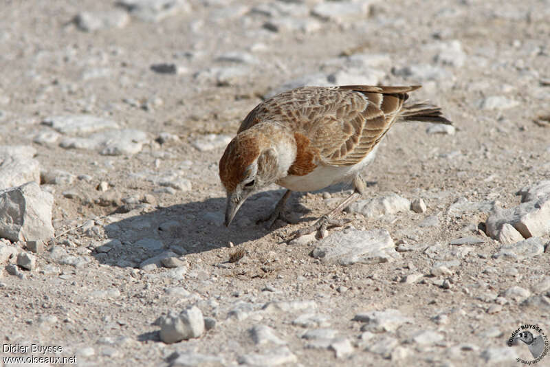 Red-capped Larkadult, habitat, eats